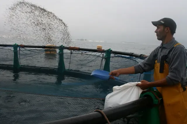 Nourrissage manuel contrôlé à la volée du Loup-bar en cages flottantes offshore.